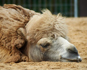 sleeping camel