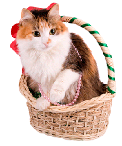 elegant cat in gift basket